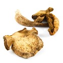 JC-dried-mushrooms-ceps-porcini