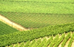 vineyard-in-Limari