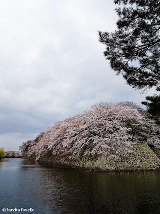 Sakura Season in Hikone Japan on Kavey Eats-124445