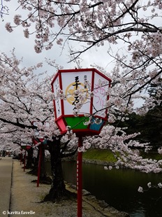 Sakura Season in Hikone Japan on Kavey Eats-132723