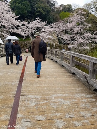 Sakura Season in Hikone Japan on Kavey Eats-132836