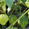 Tomatillos on Kavey Eats