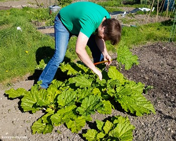 Allotment rhubarb harvest April 2017-103520