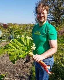 Allotment rhubarb harvest April 2017-