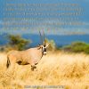Oryx in the golden grass, Namibia
