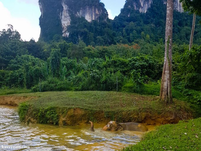 Elephant Hills in Khao Sok National Park. Elephant tourism in Thailand is booming but not all of it is ethical or sustainable. Learn how to select an ethical elephant experience, and read about our stay at Elephant Hills. 