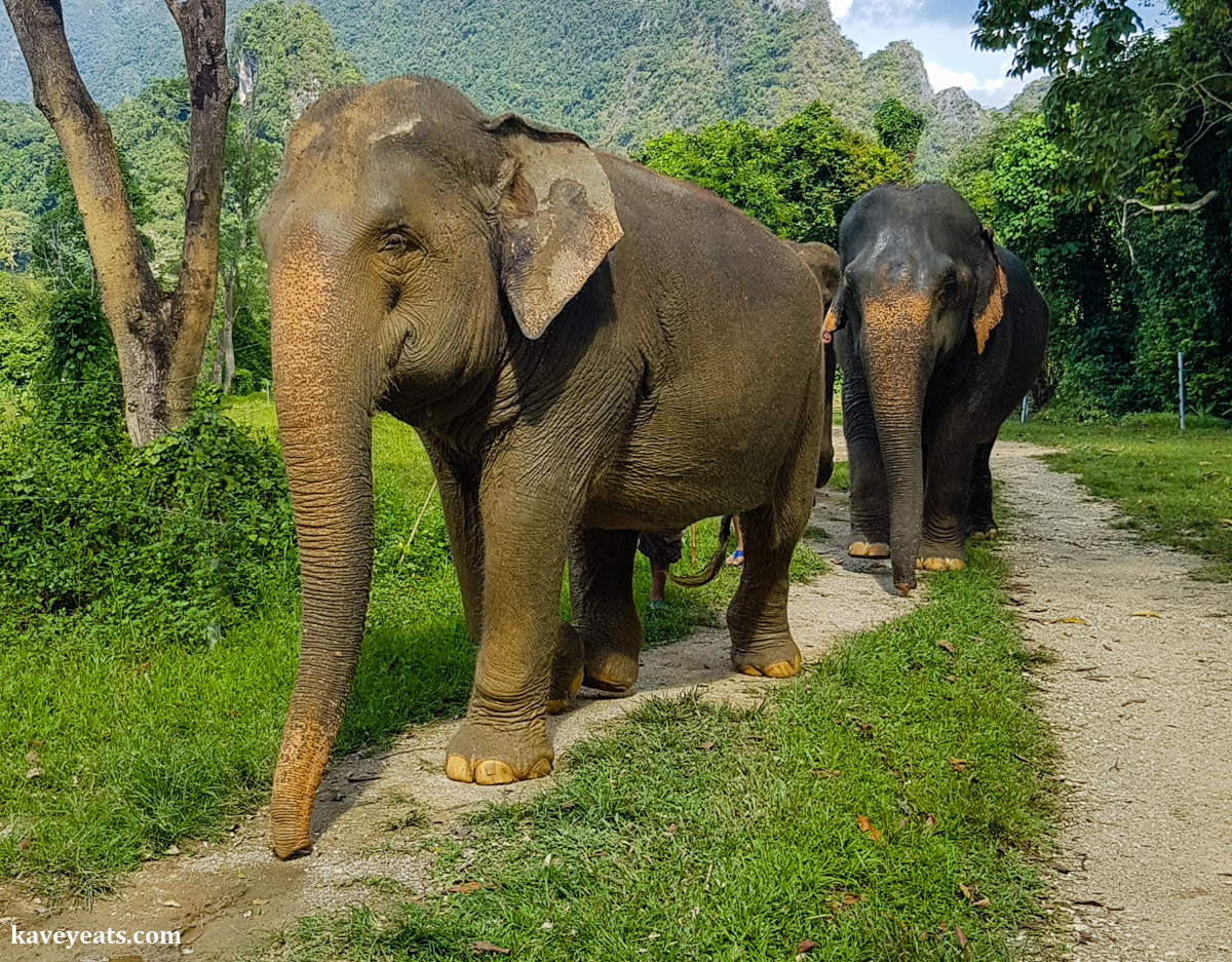 Kavey Eats » Elephant Hills | An Ethical Elephant Sanctuary in Thailand