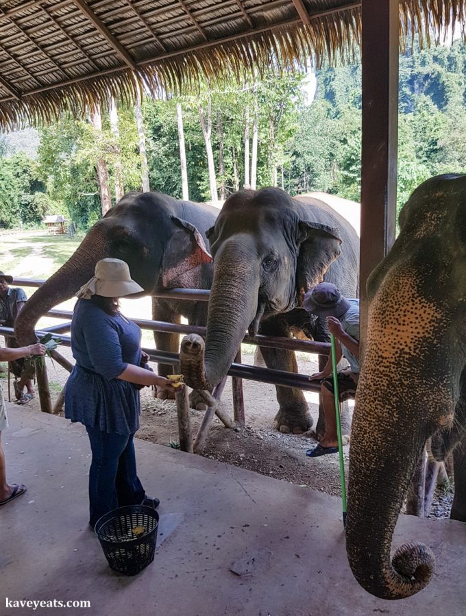 Elephant Hills in Khao Sok National Park. Elephant tourism in Thailand is booming but not all of it is ethical or sustainable. Learn how to select an ethical elephant experience, and read about our stay at Elephant Hills.