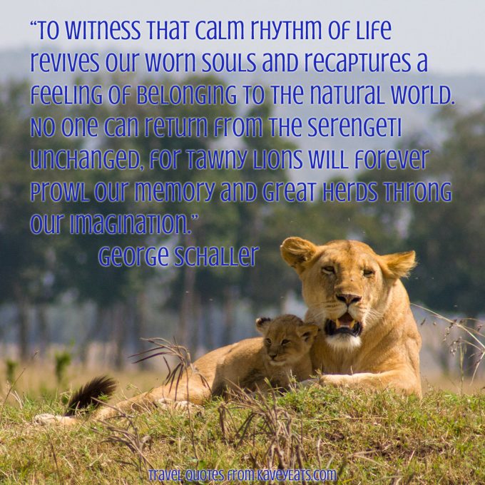 “To witness that calm rhythm of life revives our worn souls and recaptures a feeling of belonging to the natural world. No one can return from the Serengeti unchanged, for tawny lions will forever prowl our memory and great herds throng our imagination.” George Schaller 