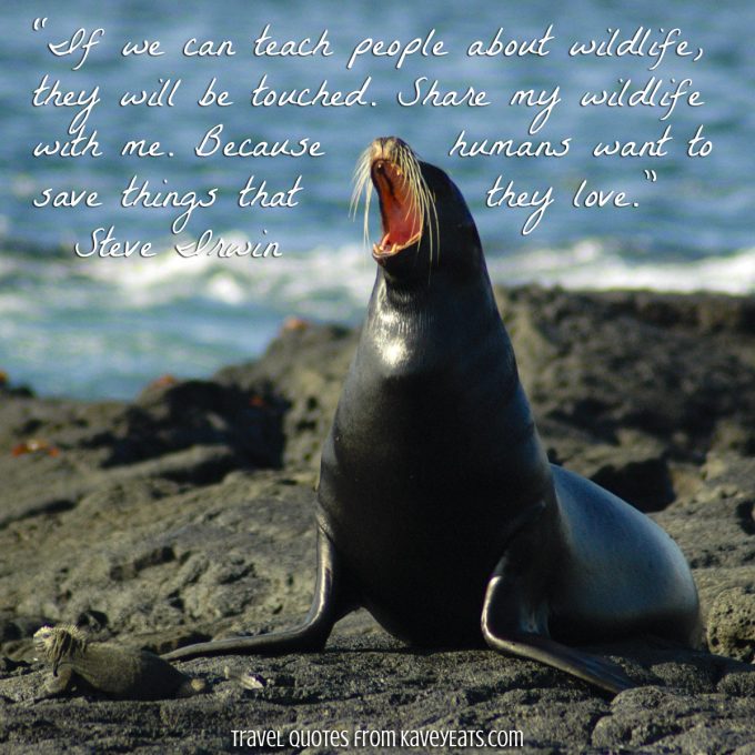 Seal on rocky shore in Galapagos Islands - “If we can teach people about wildlife, they will be touched. Share my wildlife with me. Because humans want to save things that they love.” ~ Steve Irwin