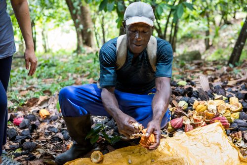 Cocoa farming and processing at Crayfish Bay in Grenada