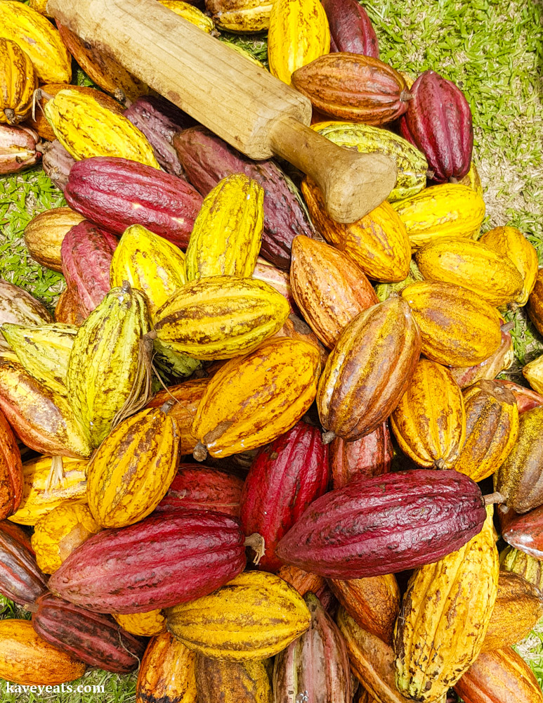Cocoa Pods, just harvested from the tree, Grenada