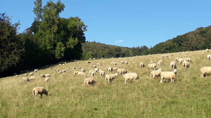 Pasture Fed Sheep