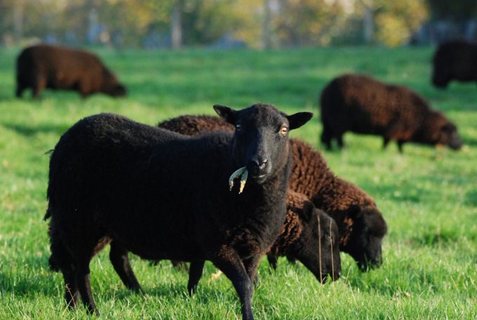 Black Welsh Mountain Sheep