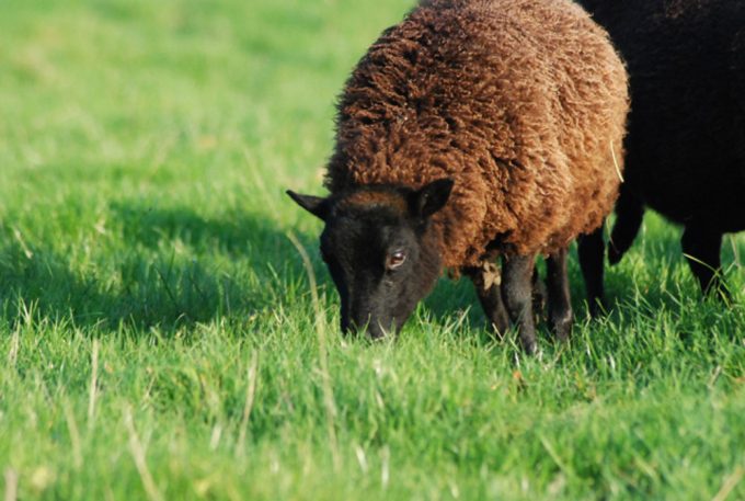 Black Welsh Mountain Sheep