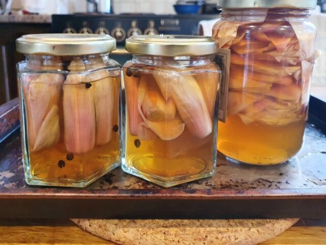 Jars of pickled magnolia blossoms (whole)
