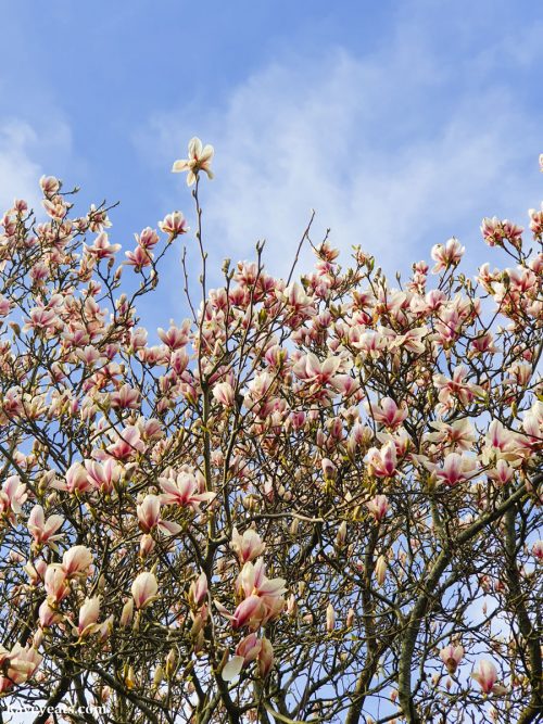 Magnolia Tree