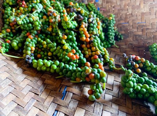 Just-harvested peppercorns