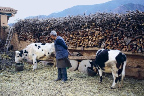 Feeding the animals - Taste Tibet
