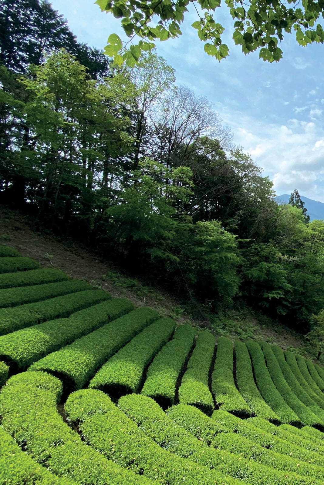 Tea Fields - Beginner's Guide to Japanese Tea