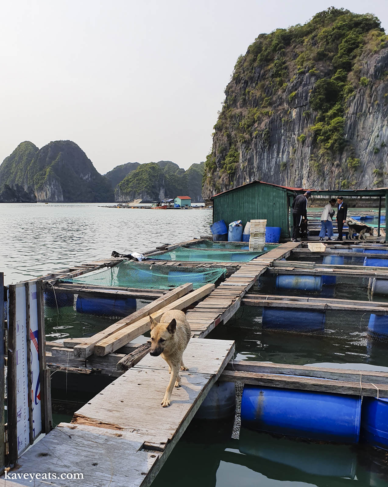 Floating Fishing Village, Halong Bay and Cat Ba Cruise, Vietnam