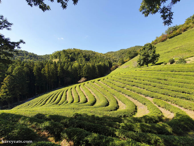 Daehan Dawon (Green Tea Farm) in Boseong, South Korea