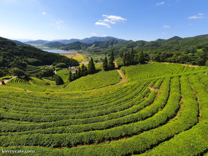 Green Tea Terraces in Boseung, South Korea