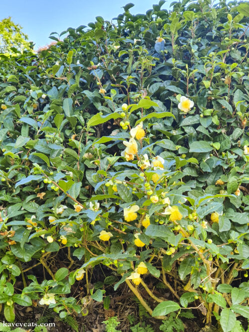 Flowers on a tea bush in Boseong, South Korea